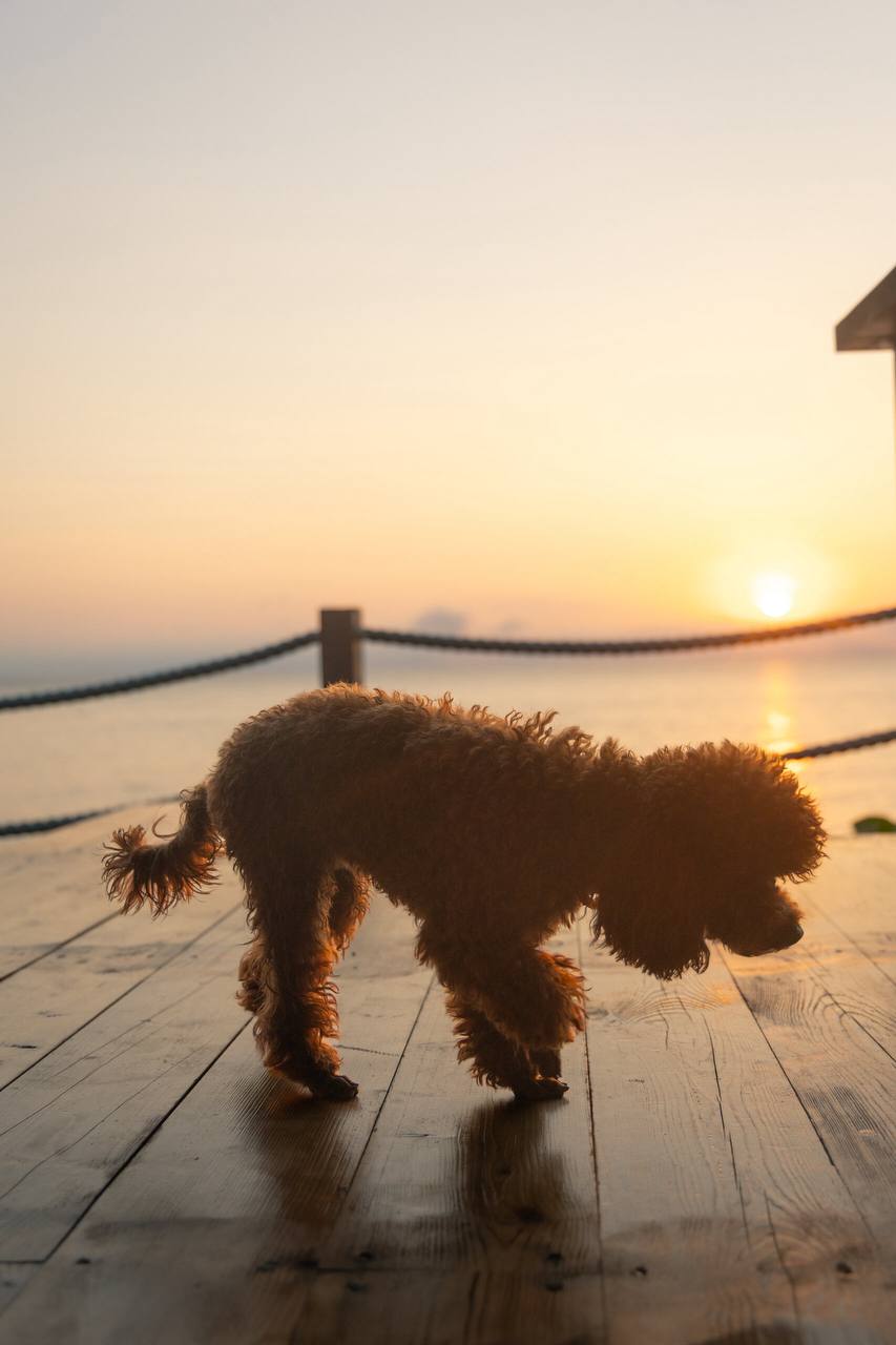 Собака на закате
